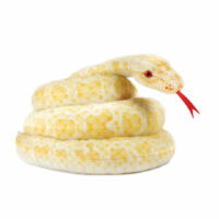 Python Plush Toy